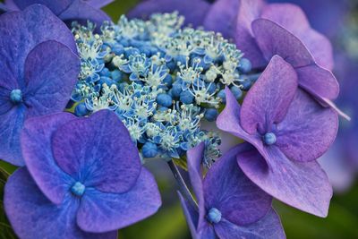 Close-up of purple hydrangea flowers