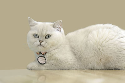 Close-up portrait of a cat against white background