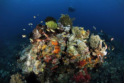 Fish swimming in sea