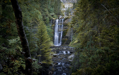 Scenic view of waterfall in forest