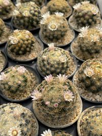 Full frame shot of plants