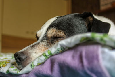 Close-up of a dog sleeping on bed