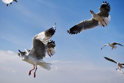 Low angle view of seagulls flying