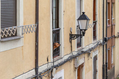 Dog watching street through balcony