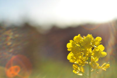 Close-up of yellow flowers against blurred background