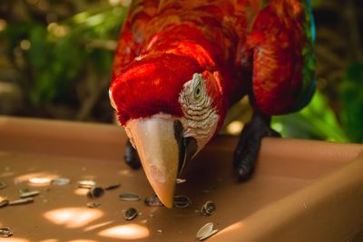 Close-up of bird on red water