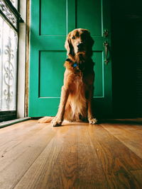 Dog looking away while sitting on hardwood floor