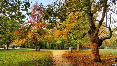 Trees in park during autumn