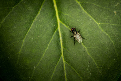 High angle view of insect on leaf