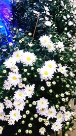 White flowers blooming outdoors