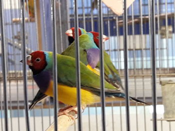 View of parrot in cage