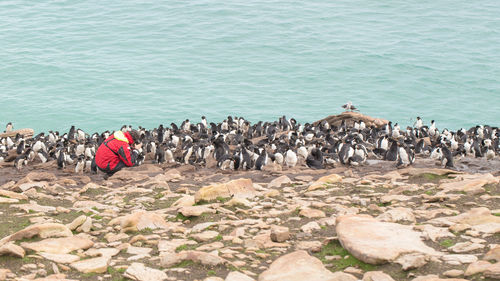 High angle view of male photographer photographing penguins at beach