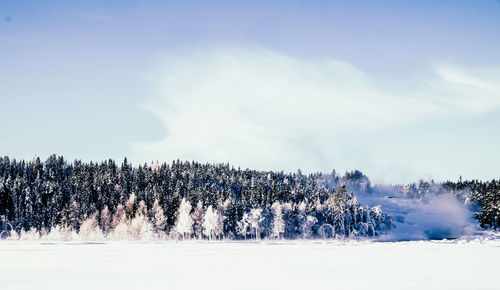 Pine trees on snow covered land against sky