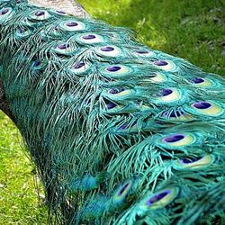 Close-up of peacock feathers