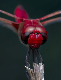 Close-up of dragonfly on twig