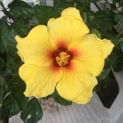 Close-up of yellow flowering plant