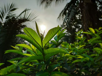 This is a new growing branch of the guava tree.