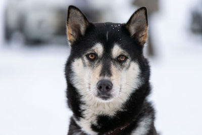 Close-up portrait of a dog