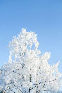 Low angle view of frozen plant against clear blue sky