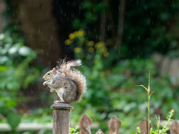 Grey squirrel eating in the rain