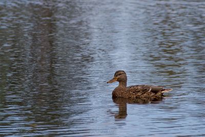 Duck swimming on lake