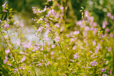 Close-up of purple flowering plants on field