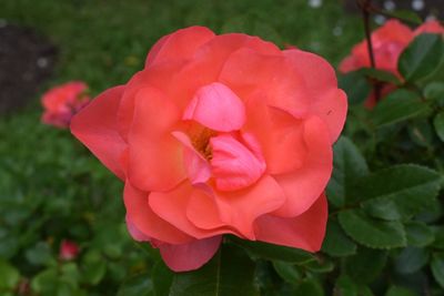 Close-up of pink flower blooming outdoors