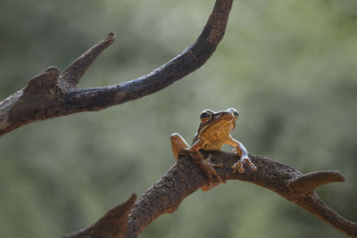 Frog on nature place