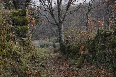 Pathway along trees in the forest