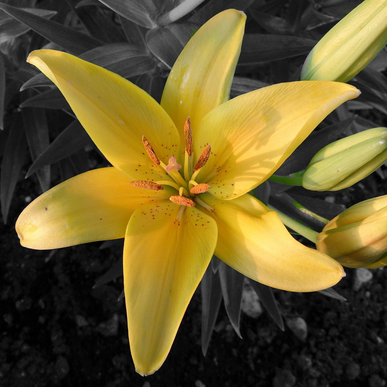 flower, petal, freshness, flower head, fragility, yellow, growth, close-up, beauty in nature, single flower, blooming, nature, plant, pollen, leaf, stamen, in bloom, high angle view, blossom, botany