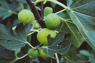 Close-up of grapes growing on plant