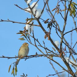 Low angle view of birds perching on tree