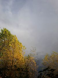 Low angle view of trees against sky during autumn