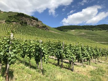 Sunny vineyards