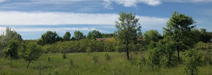 Trees on field against sky