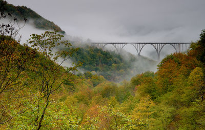 View of bridge amongst trees