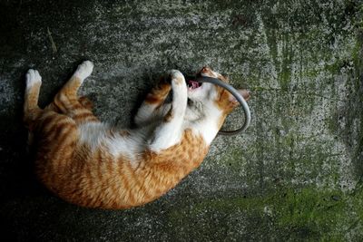 Close-up of cat biting ring