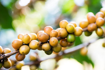 Close-up of grapes growing on tree