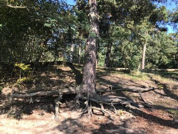 Trees in forest