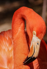 Close-up of bird