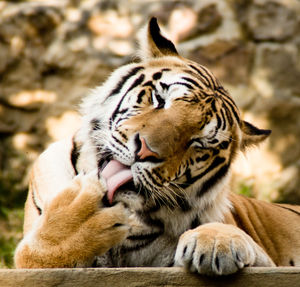 Close-up of tiger licking leg at zoo