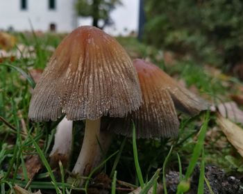 Close-up of mushroom on field