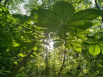 Low angle view of tree leaves in forest