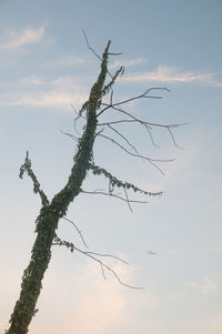 Low angle view of bare tree against sky