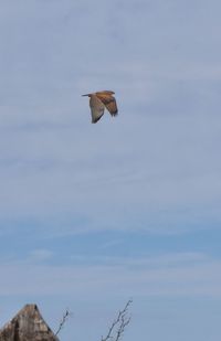 Low angle view of eagle flying against sky