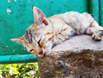 Close-up of a sleeping cat