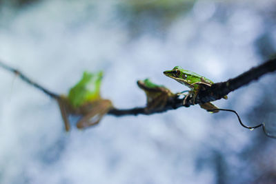 Close-up of leaves on branch