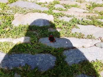 High angle view of duck on rock