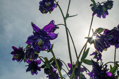 Low angle view of purple flowers blooming against sky