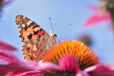 Close-up of butterfly pollinating on flower